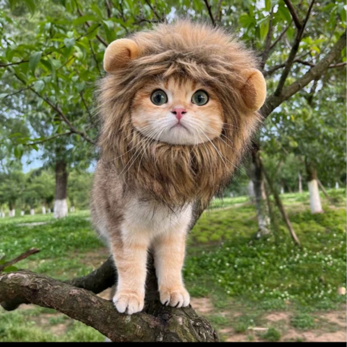 Halloween Lion Pet Dog Cat Hat